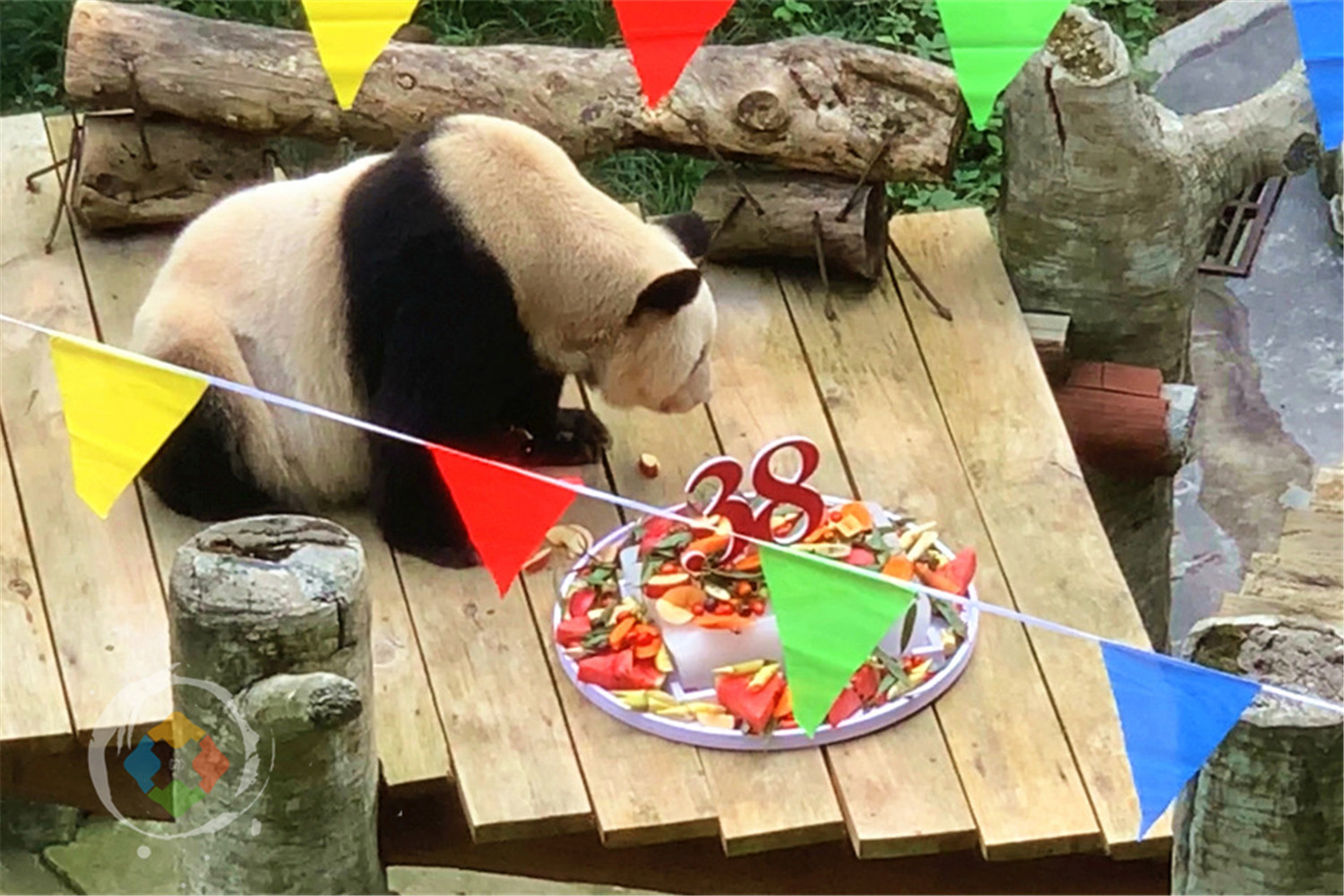 年纪最大的熊猫在哪里？重庆动物园的“新星”，迎来38岁生日
