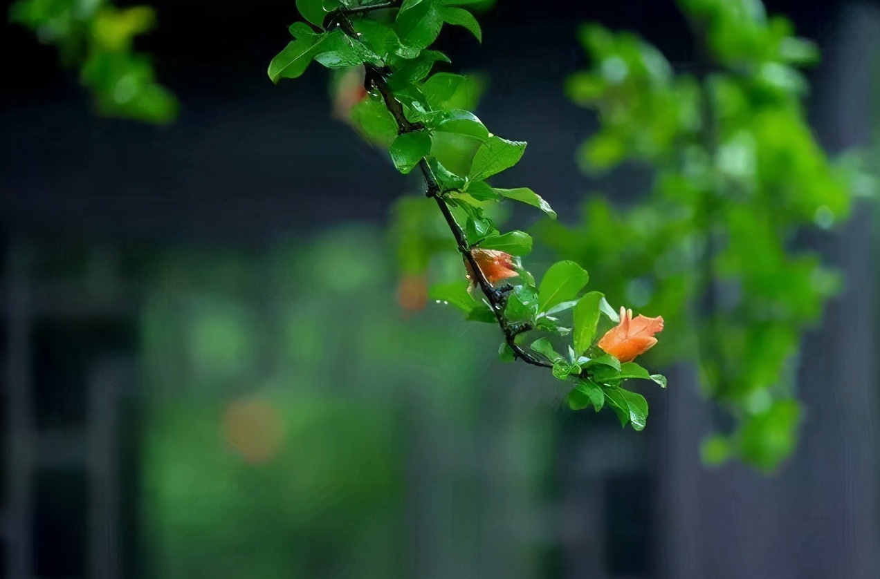 丁宁初夏雨 好长故山薇，古诗词里初夏的雨，那么美好-第21张图片-非凡网