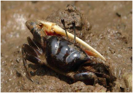 37 招潮蟹36 凤鲚(jì)35 蝤蠓虎——乌塘鳢(lǐ)34 弹涂鱼,跳鱼33