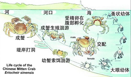 蟹考记（一）——探讨螃蟹的最新科学分类，以及身体构造