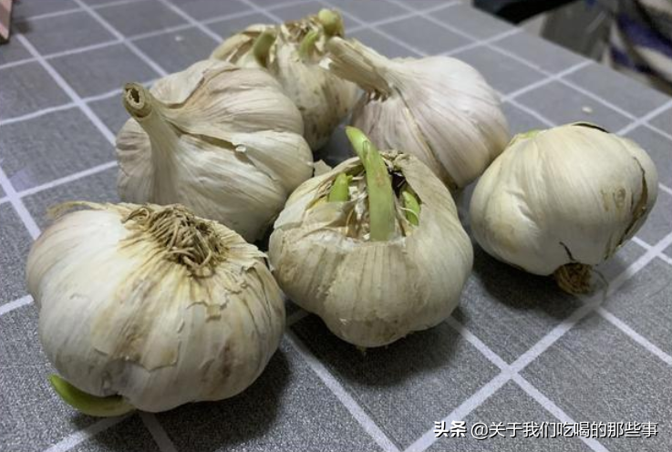 為何大蒜放在超市不發芽，買回家沒幾天就發芽？原來門道多著呢