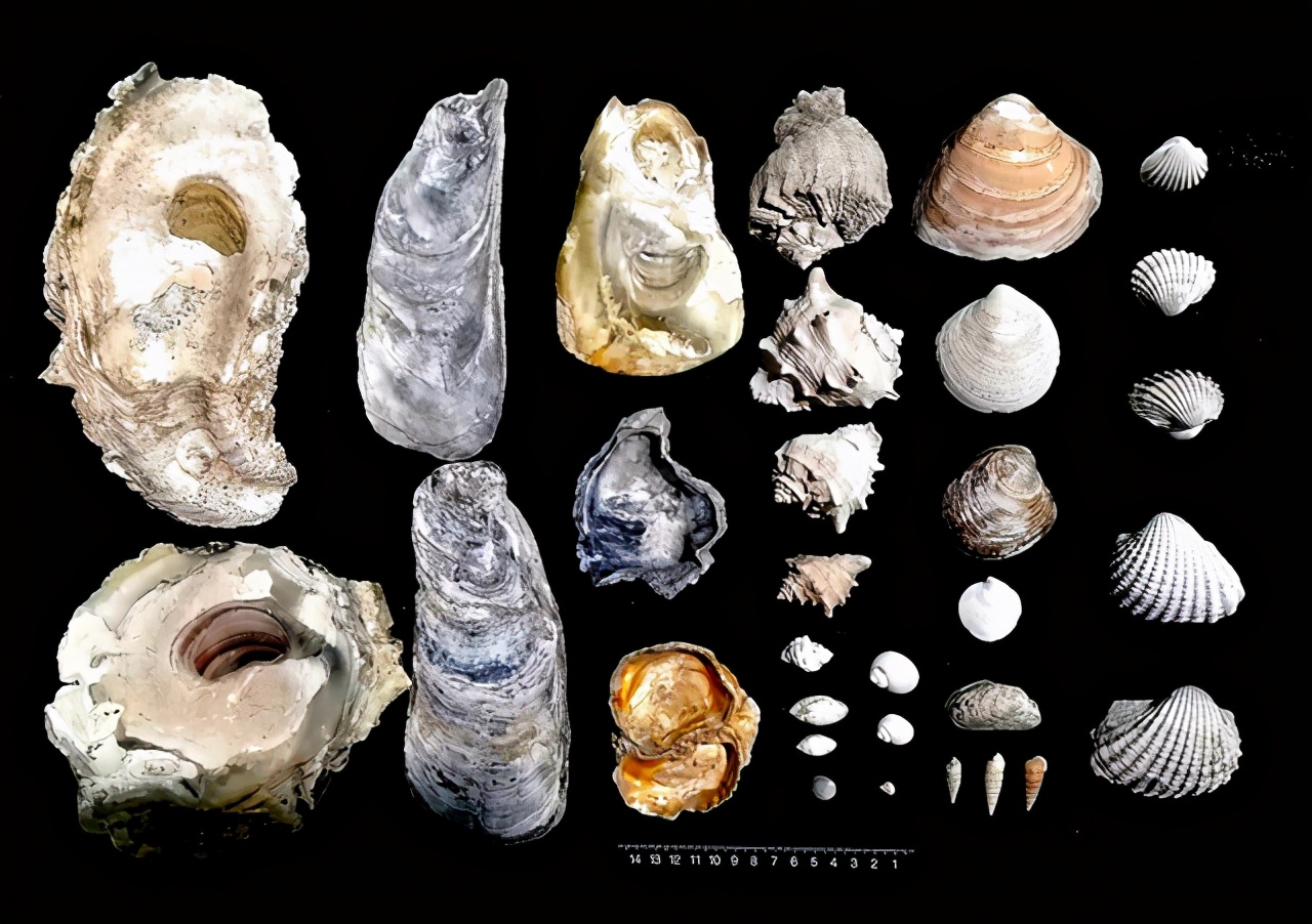 8000年前“大型海鲜市场”遗址，祖先最爱哪种海鲜？早河姆渡千年