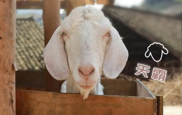 《向往的生活》周迅或成常驻嘉宾，一家四口变五口，观众鼓掌欢迎
