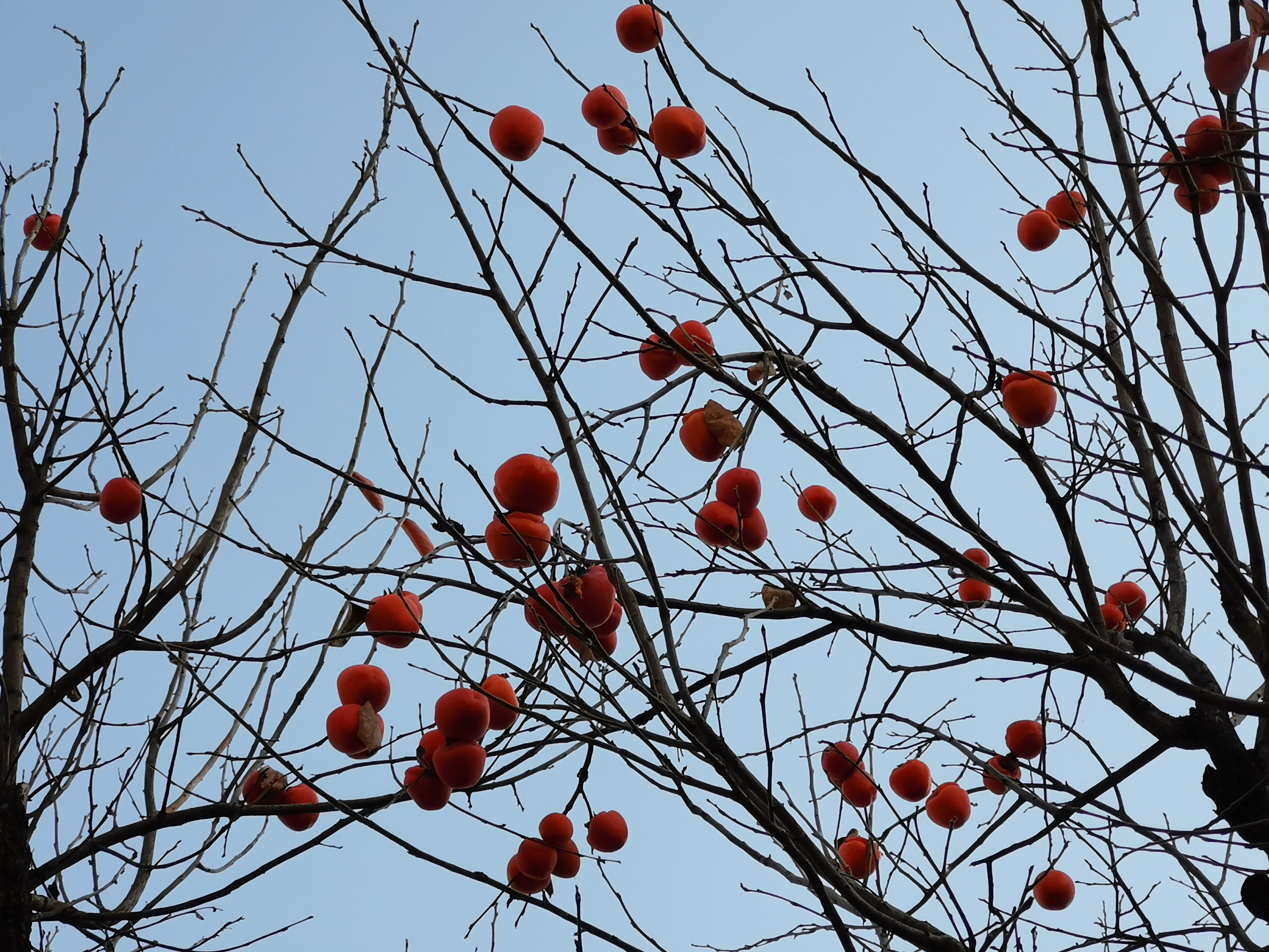 初冬的涉縣赤水灣有一種美，叫柿子紅了