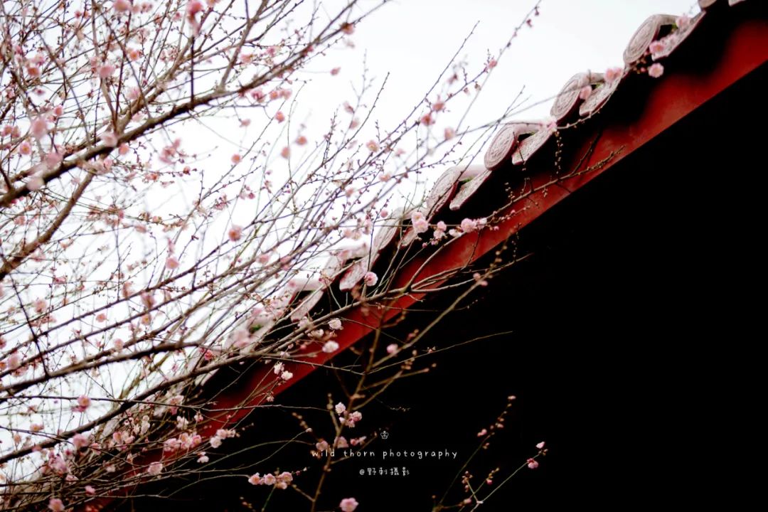 40位知名诗人，一人一句雪的诗词，治愈了整个冬天-第6张图片-非凡网