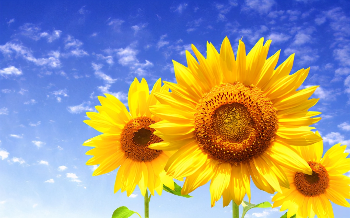 灵月塔罗 天秤座21年4月运势 近期是非常重要的时间段 灵月塔罗 Mdeditor