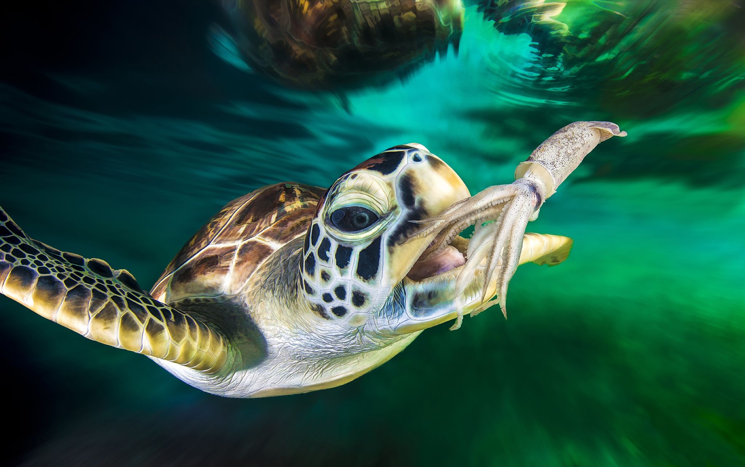 “龟速”有多快？每只破壳而出的小海龟，上演的都是生死时速