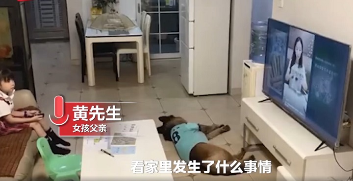 进门|狗子听到家长进门提醒女孩写作业 配合满分！