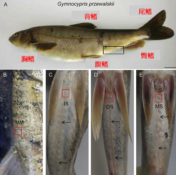 命途多舛的青海湖裸鲤湟鱼