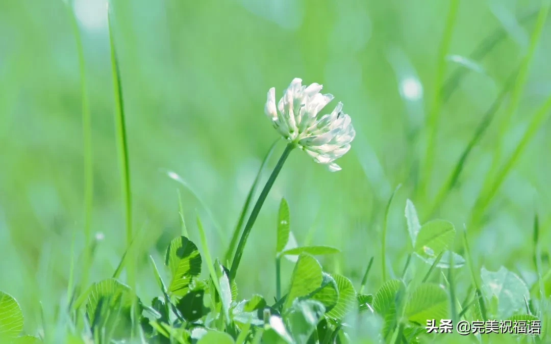 向日葵经历了风雨，站在阳光下更显灿烂；人生尝尽了百味方觉甜美