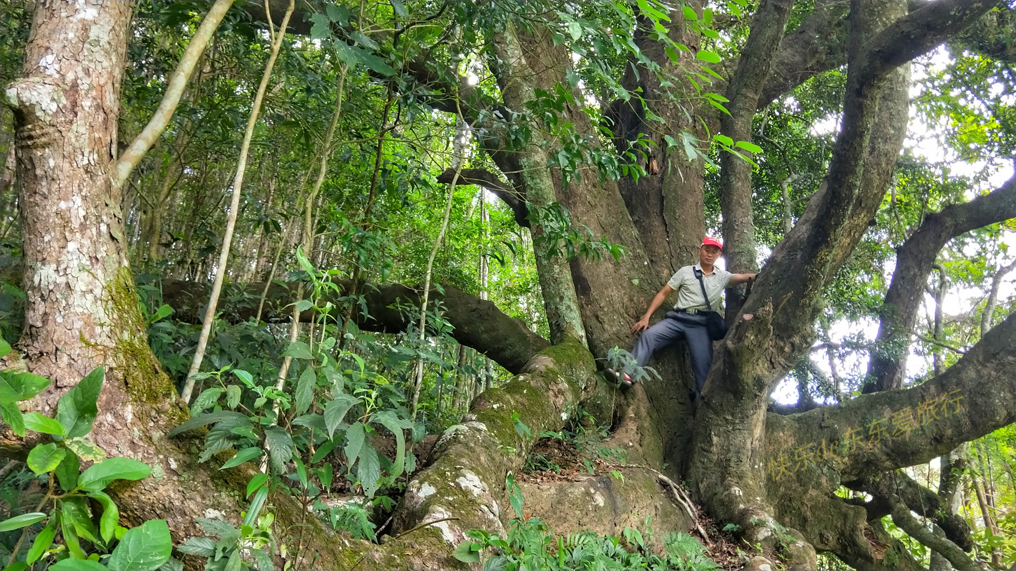 廣東平遠泗水千年古檀樹獨木成林如百足怪獸枝幹又如群龍飛舞