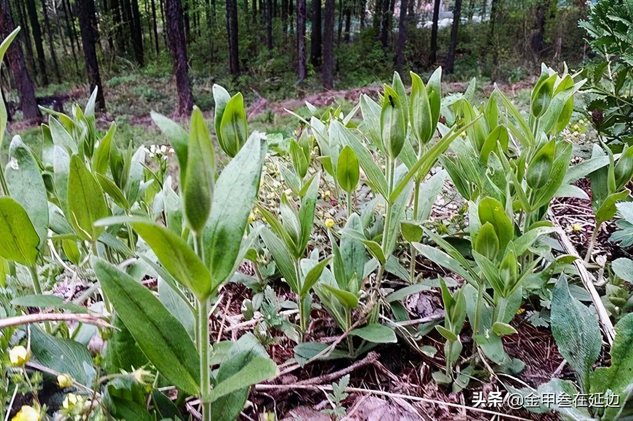 盘点东北人挚爱的野菜！不知道你吃过几种？现在买真不便宜…