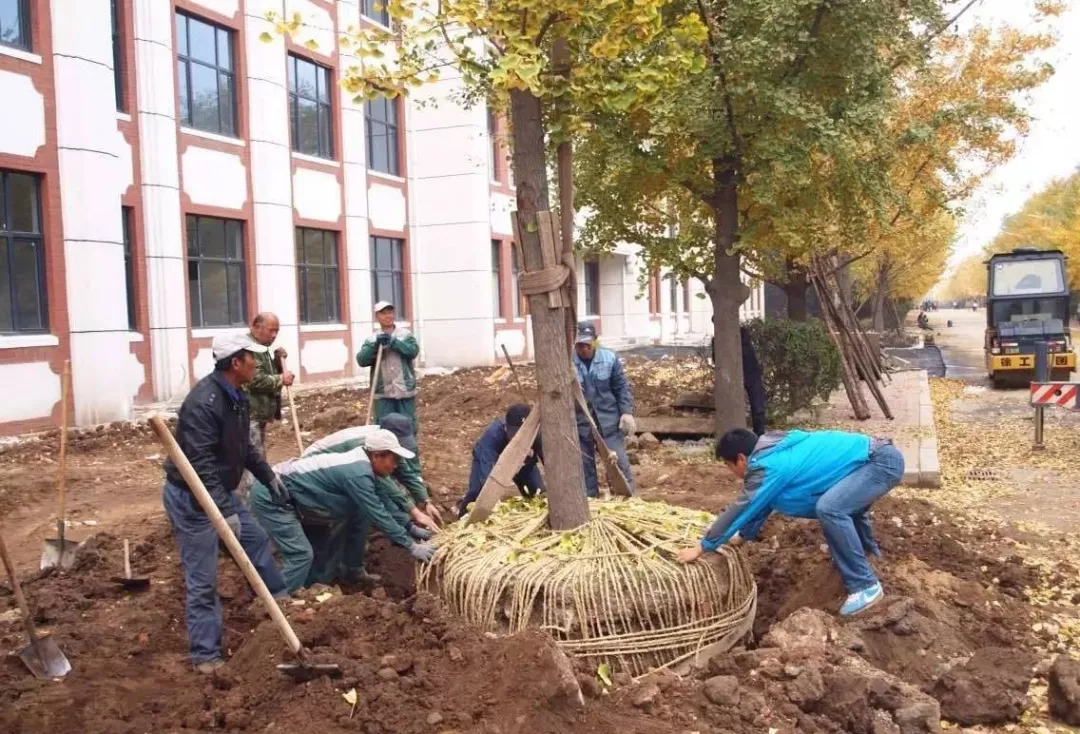 园林植物栽植养护十八问（实用技术要点）