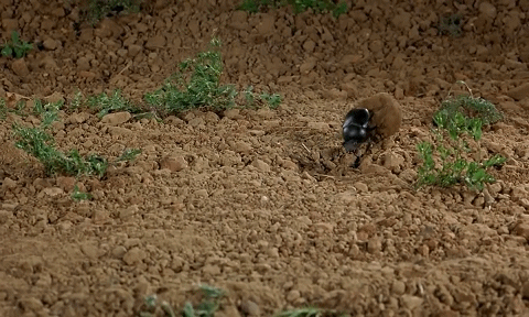 推粪球之前，屎壳郎为什么要跳舞？