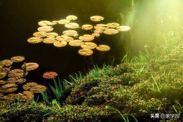 38个描写春天的四字成语，20个好句子，带你感受春的韵味！