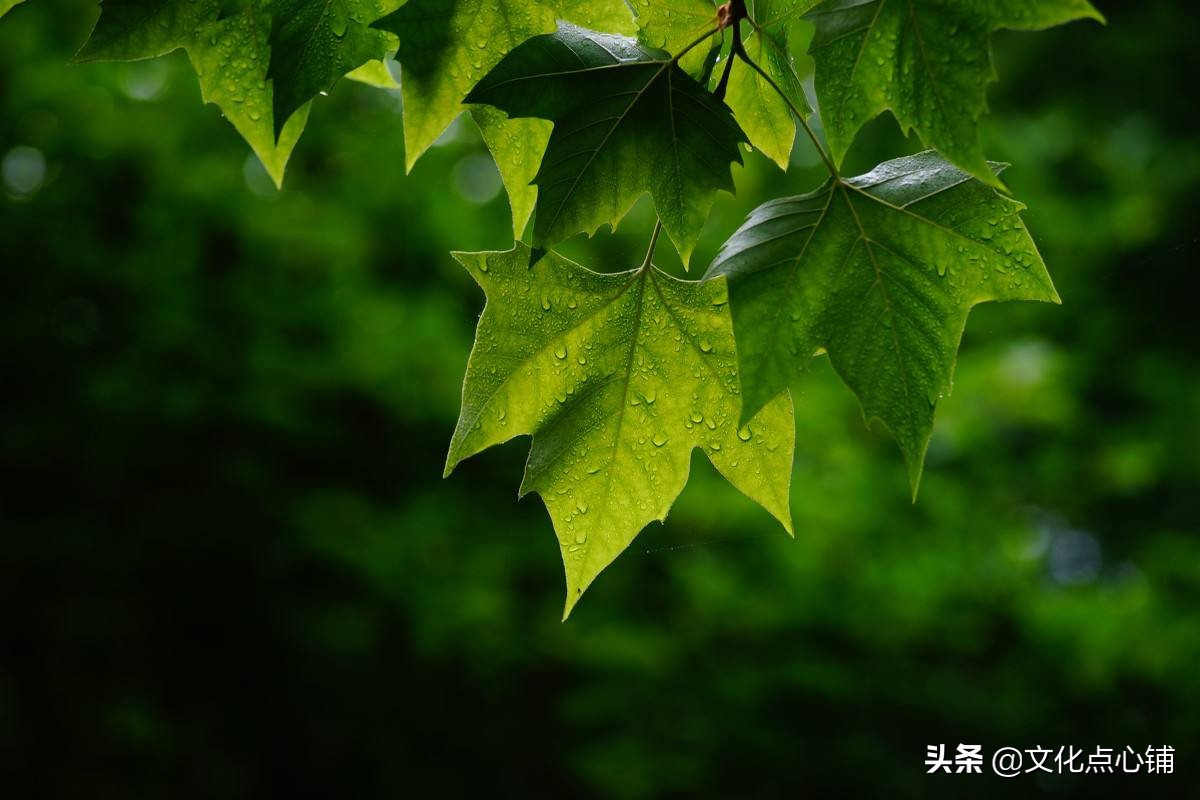 绝美爱情诗词：我见众生皆草木，唯你是青山-第4张图片-诗句网