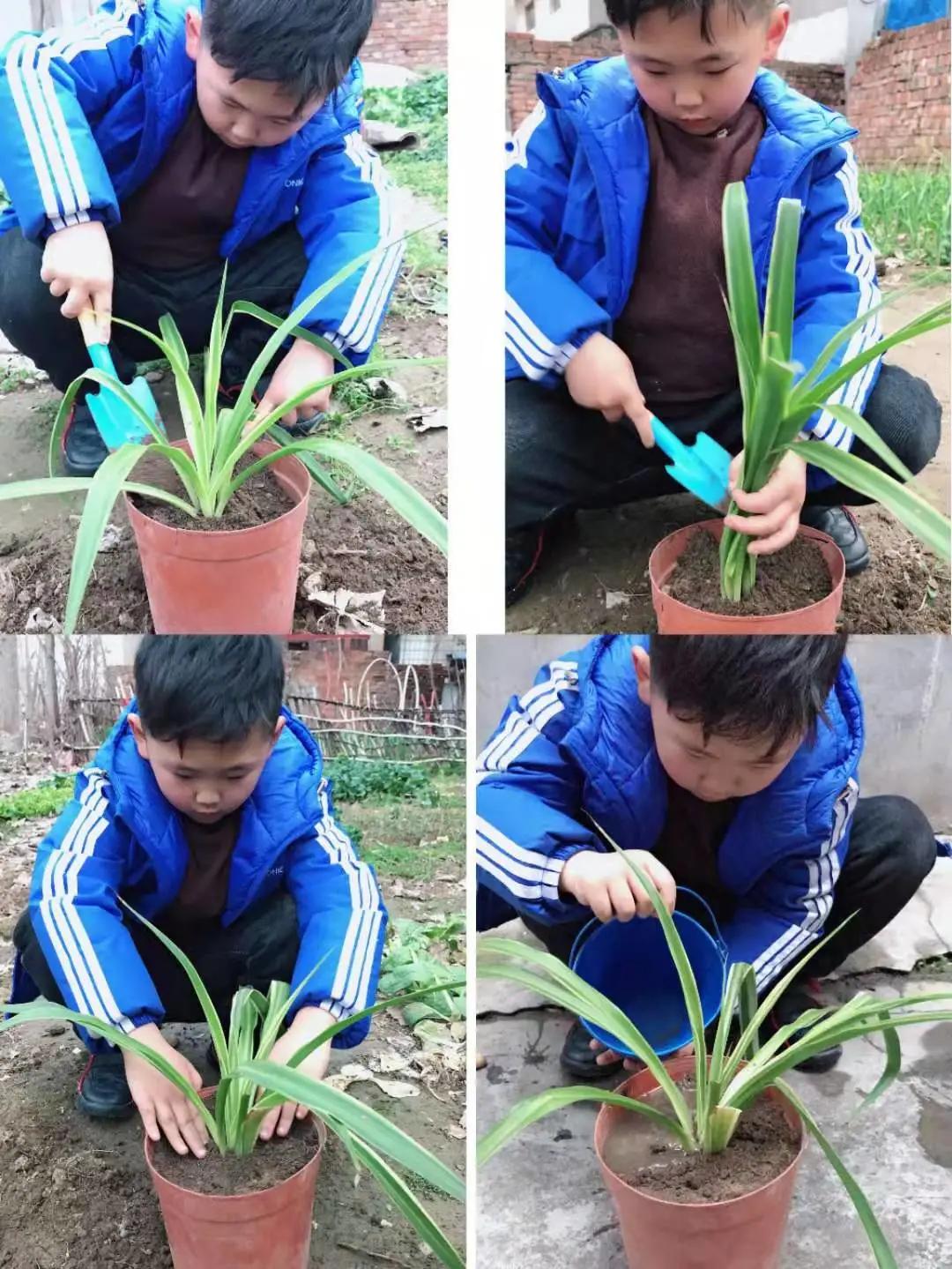 ��֮��.ֲ�̻���--�����еھ�Сѧֲ���ڻ��Ӱ