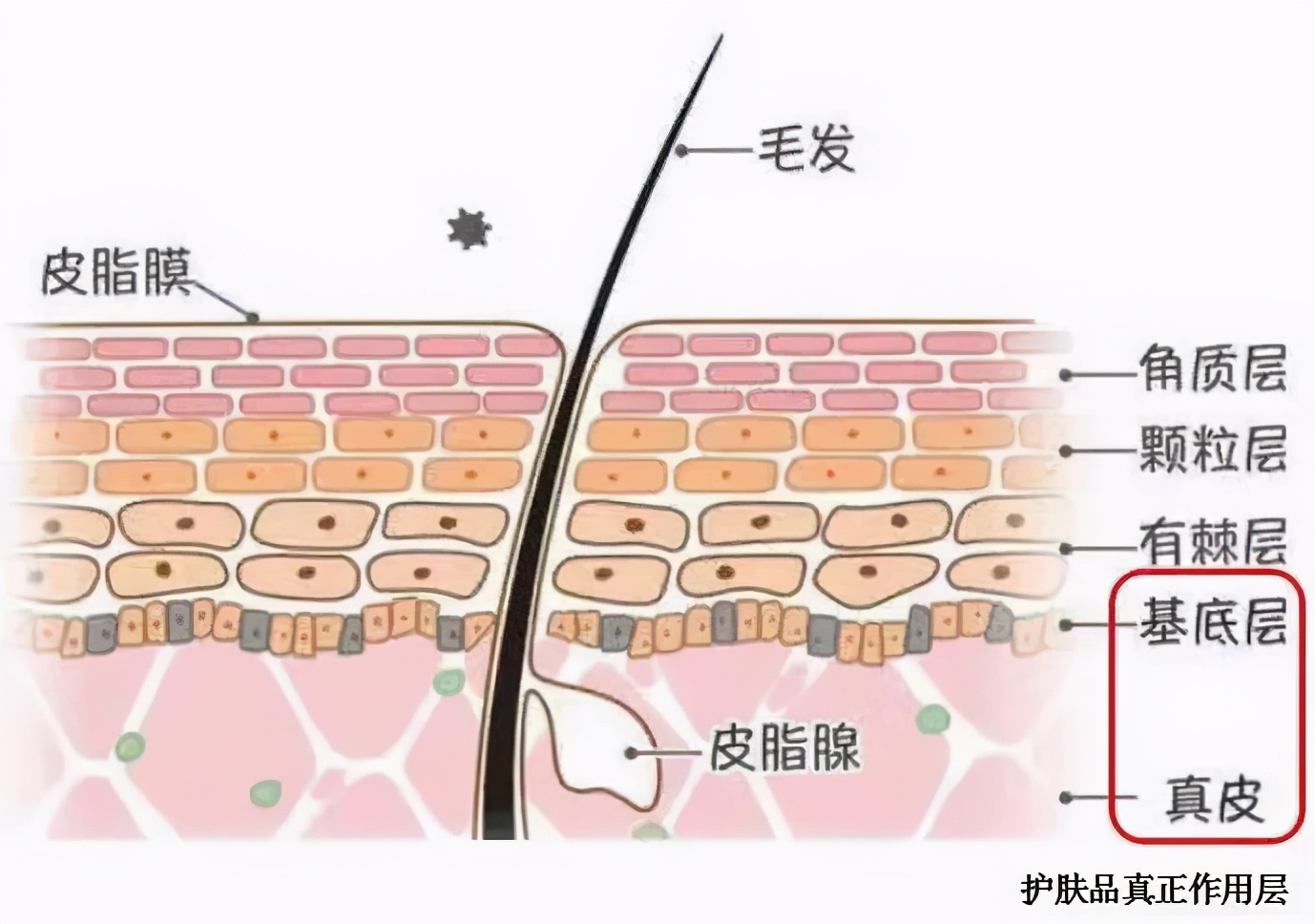用干細(xì)胞注射抗衰老，簡直是拿生命在美容