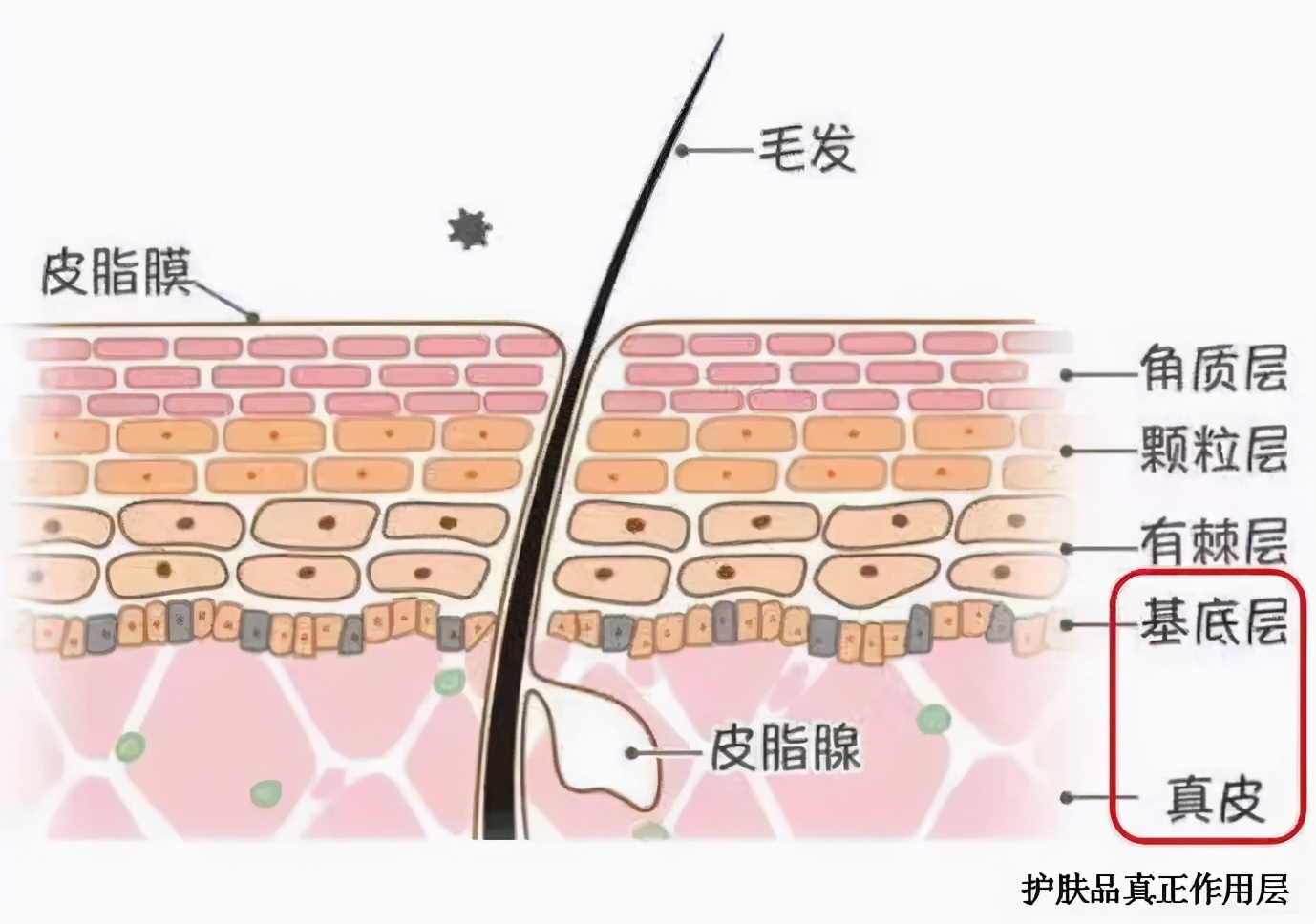 用干細胞注射抗衰老，簡直是拿生命在美容