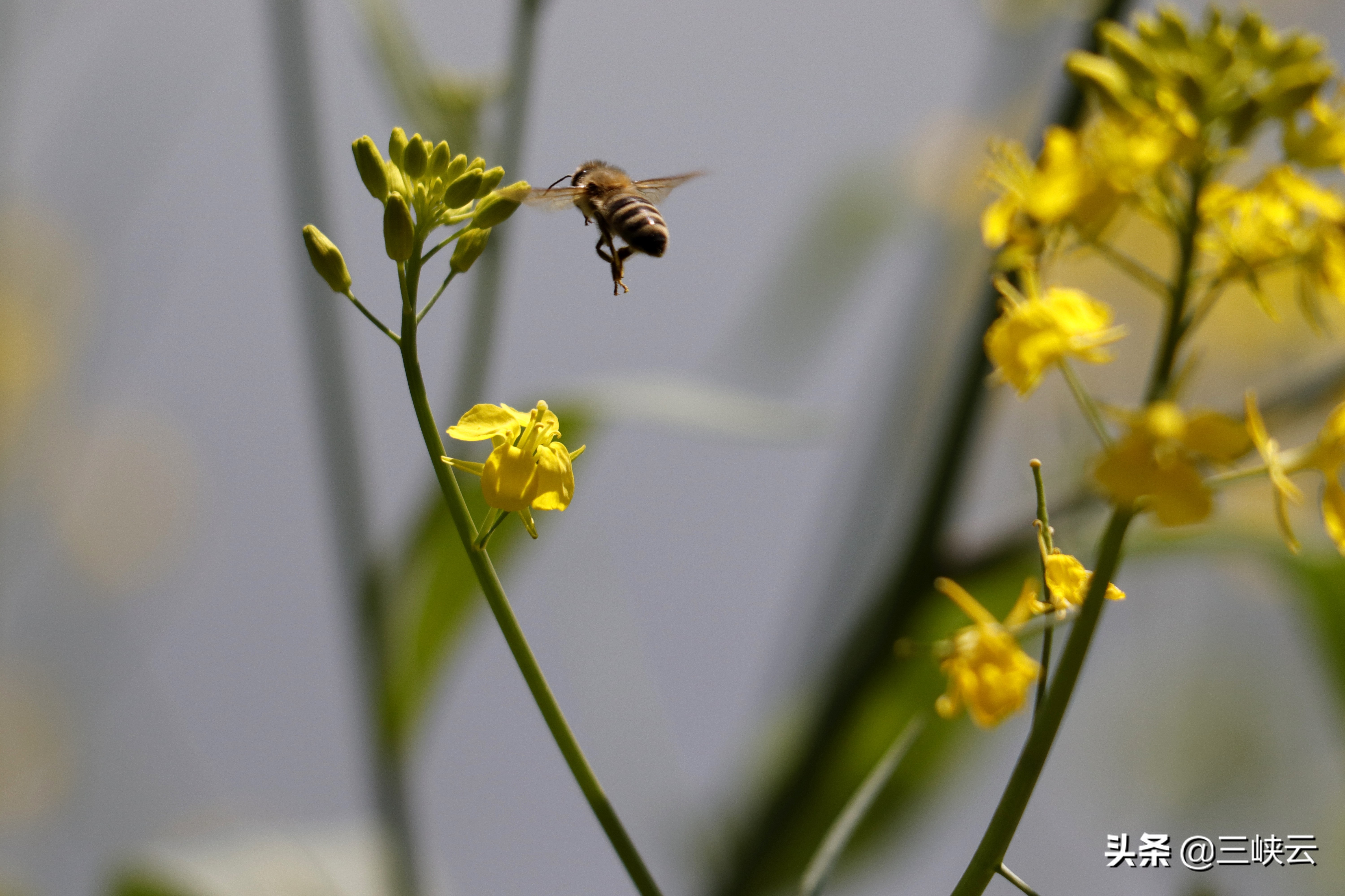 油菜花属于什么,油菜花代表什么(图6)