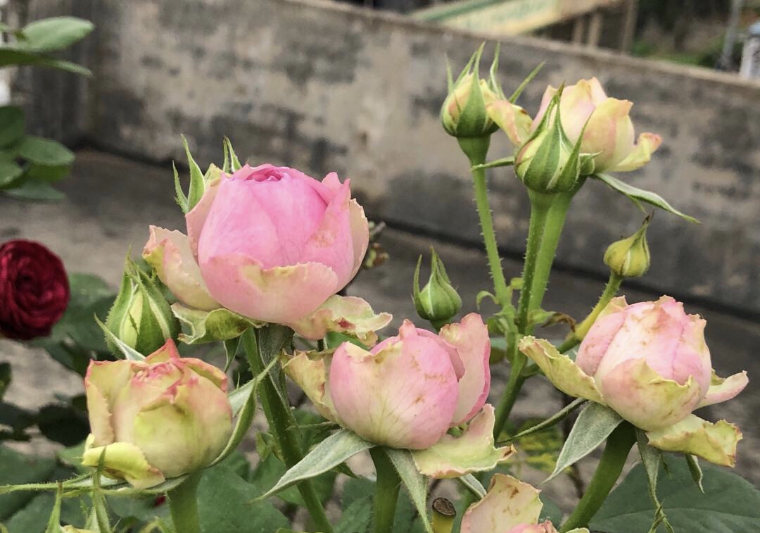 月季長新芽花苞 要預防 1種蟲害 否則葉子卷 花苞黑 石頭花匠 Mdeditor