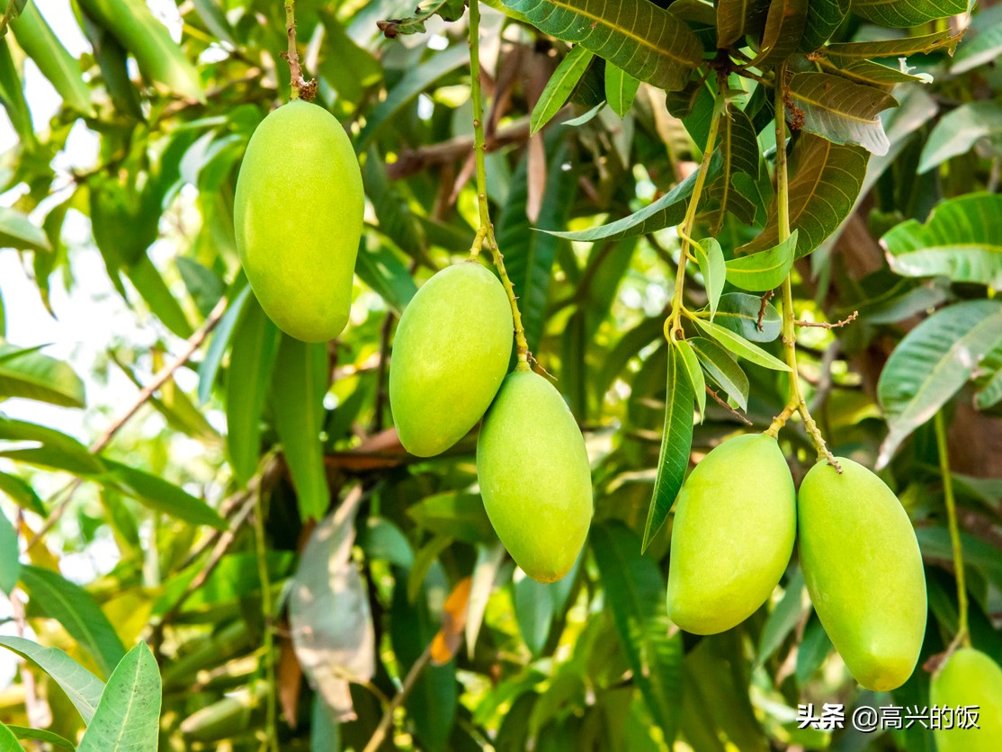 剝芒果皮很簡單，不髒手不流汁，1根筷子就搞定，這方法太棒了