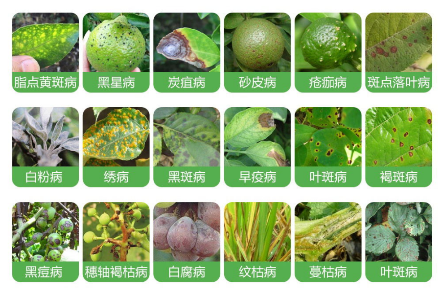 8種常用農(nóng)藥介紹，價(jià)格便宜效果很好！