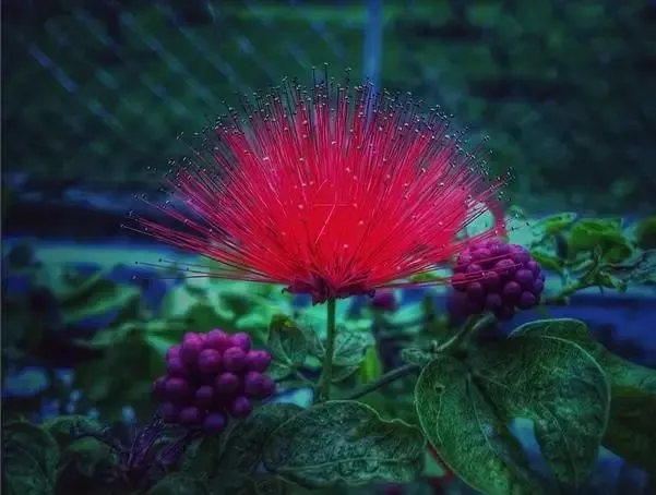 160種· 奇花異草，絕對有你沒見過的！ 「上部分」