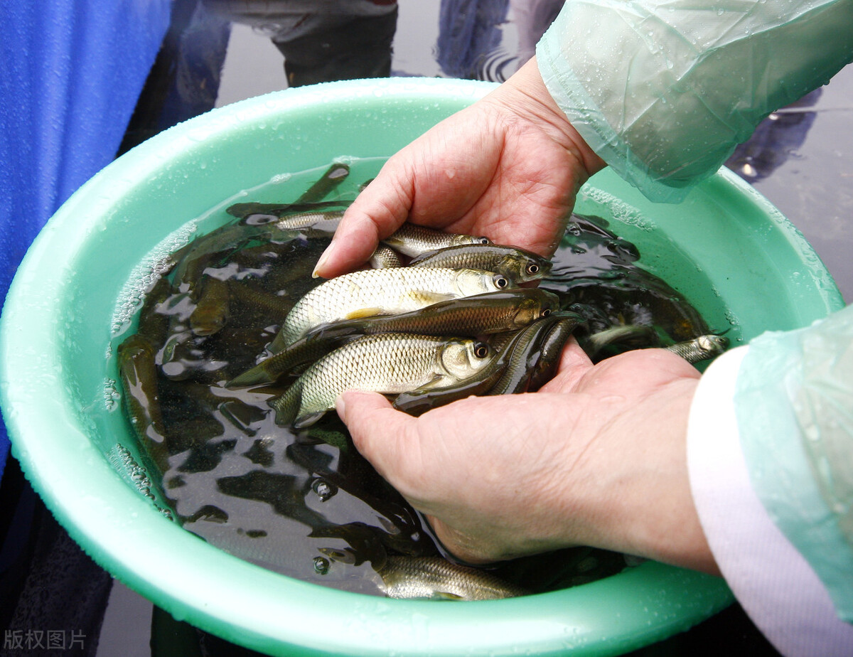 43億枚！三峽水庫(kù)為家魚(yú)“讓路”，產(chǎn)卵量創(chuàng)新高，長(zhǎng)江有救了？