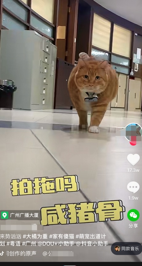 抖音如何快速上热门+新人入门教程分享
