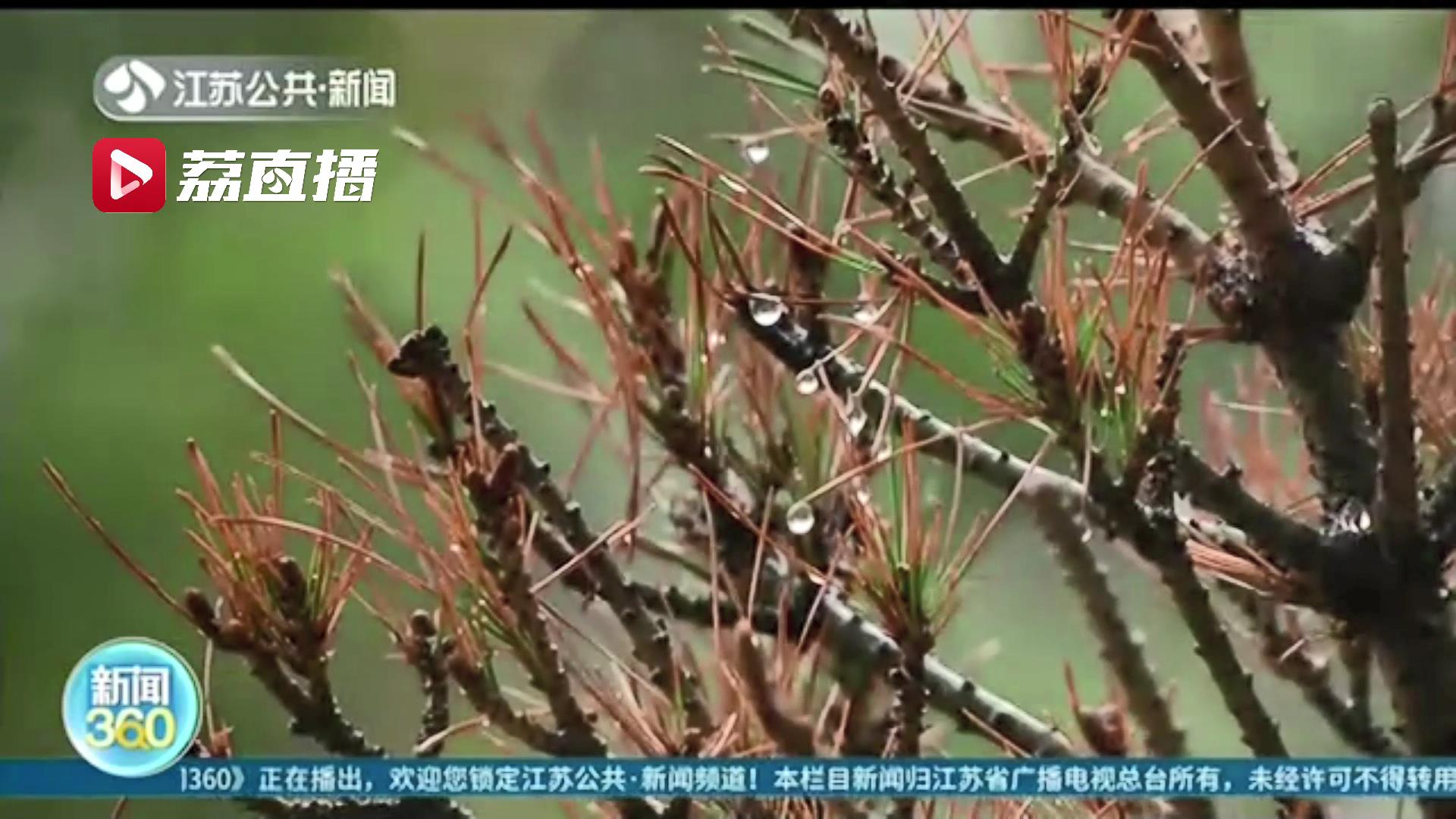 『降温』江苏气温坐上“过山车” 降温了！本周两轮冷空气来袭