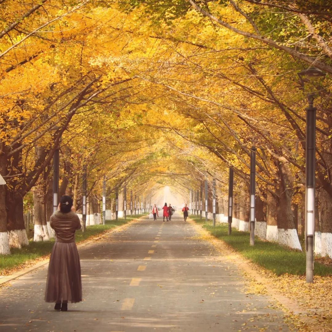 Have you seen the Ginkgo Tunnel?  Transformed into a golden ocean in November, more spectacular than Tengchong, more dreamy than Beijing