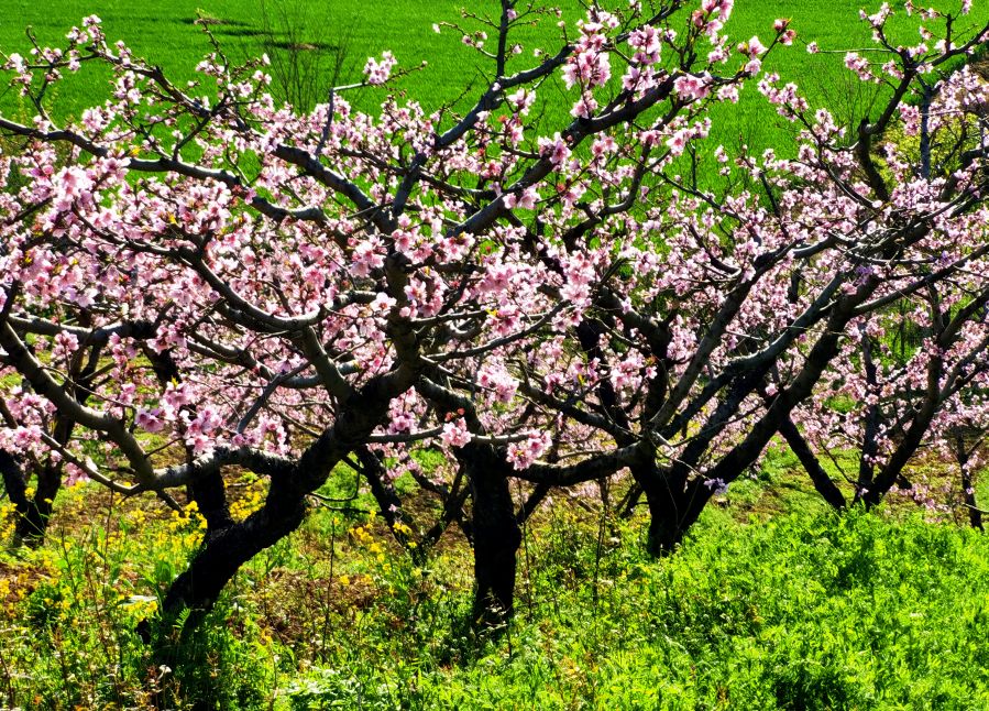 胡桃花图片