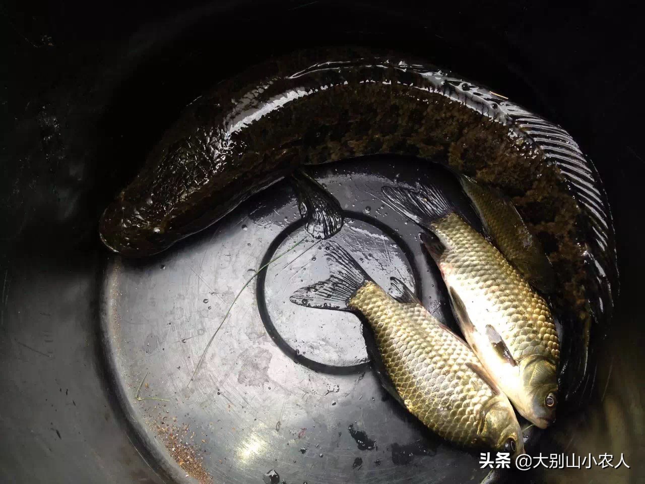 捕到黑鱼立马杀死！为啥再也不放流了？美国人民缺的只是酸菜鱼