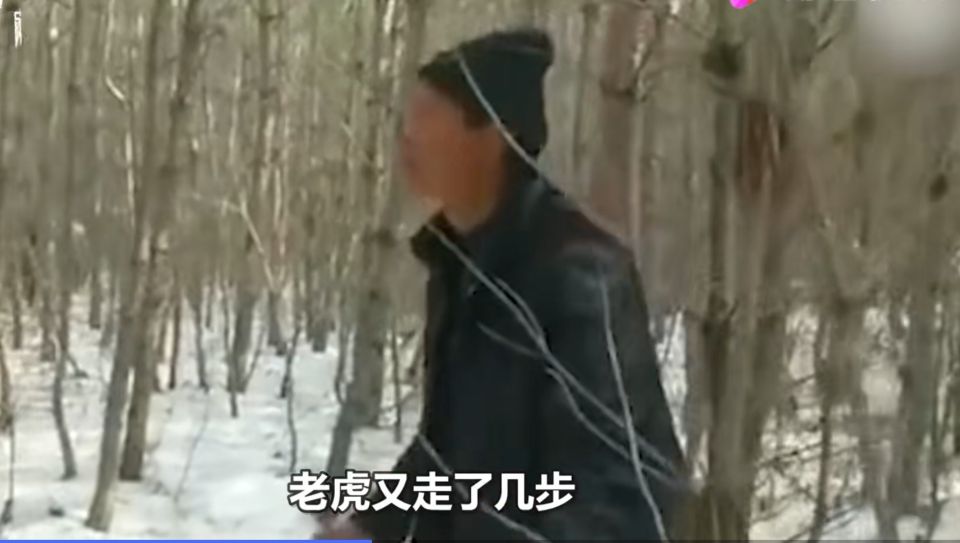深山遇猛虎，黑龍江一老漢與虎兩米對峙，教科書般操作后全身而退