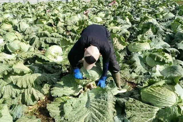 壮观！日本网友买到比购物车还要大的卷心菜！这也太夸张了吧