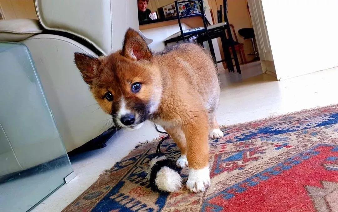 老鹰扔到院子里的一只超萌小奶狗，查了DNA才发