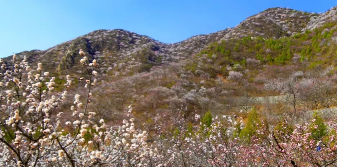 春游踏青 | 青创会组织首次户外烧烤，赏漫山桃花