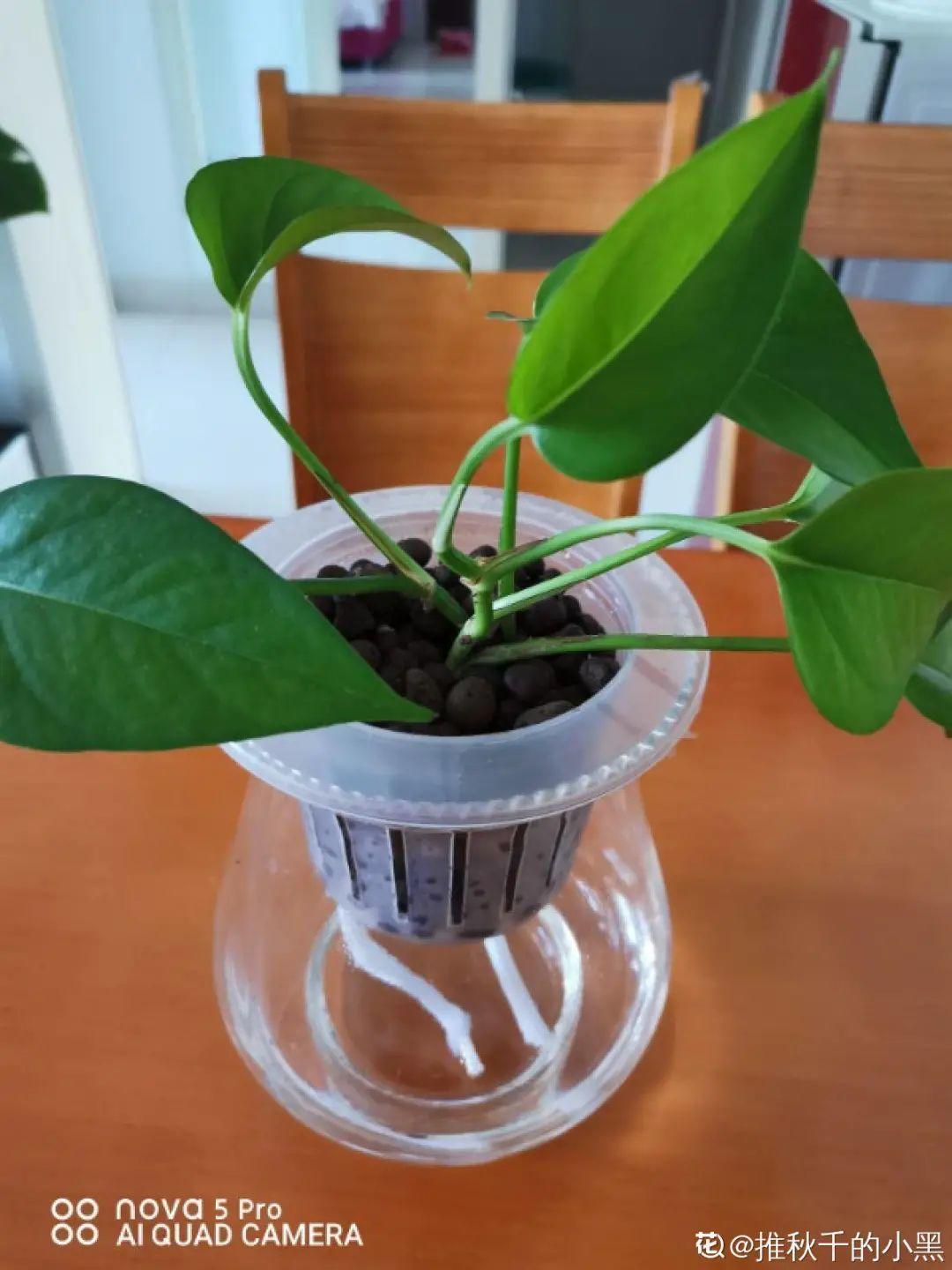 純水養花長不大，加點泥巴土，長滿新葉子