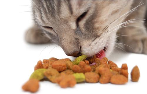 關於貓咪發情的那些羞羞事，養貓必讀