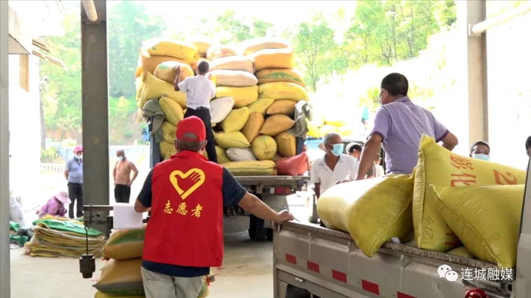 防疫不误农时 连城县夏粮收购全面开启