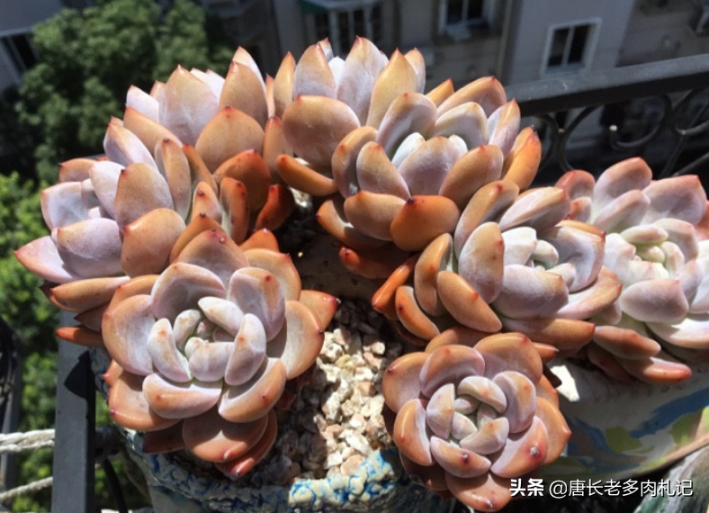 夏天可以用葉片來繁殖多肉嗎 可以 但要講究技巧葉片才可能發芽 唐長老多肉札記 Mdeditor