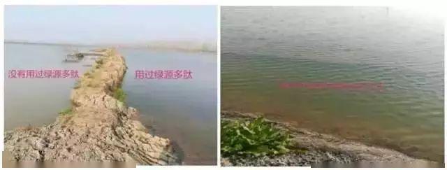 鱼虾池塘青苔难处理 鱼塘青苔怎么清除
