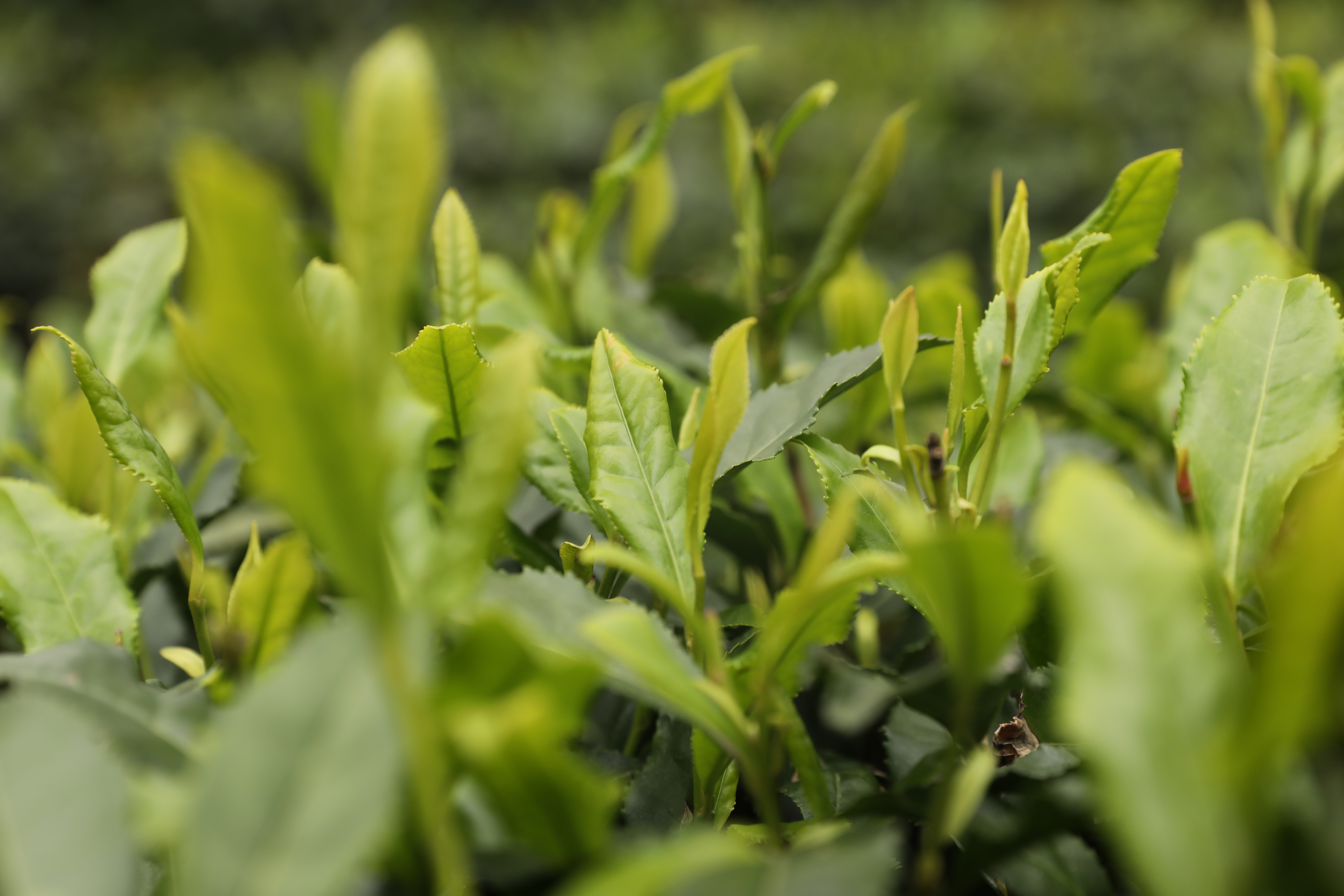 生態(tài)鎮(zhèn)巴，名茶之鄉(xiāng)，在鎮(zhèn)巴最美茶園采茶、品茗、觀(guān)云海