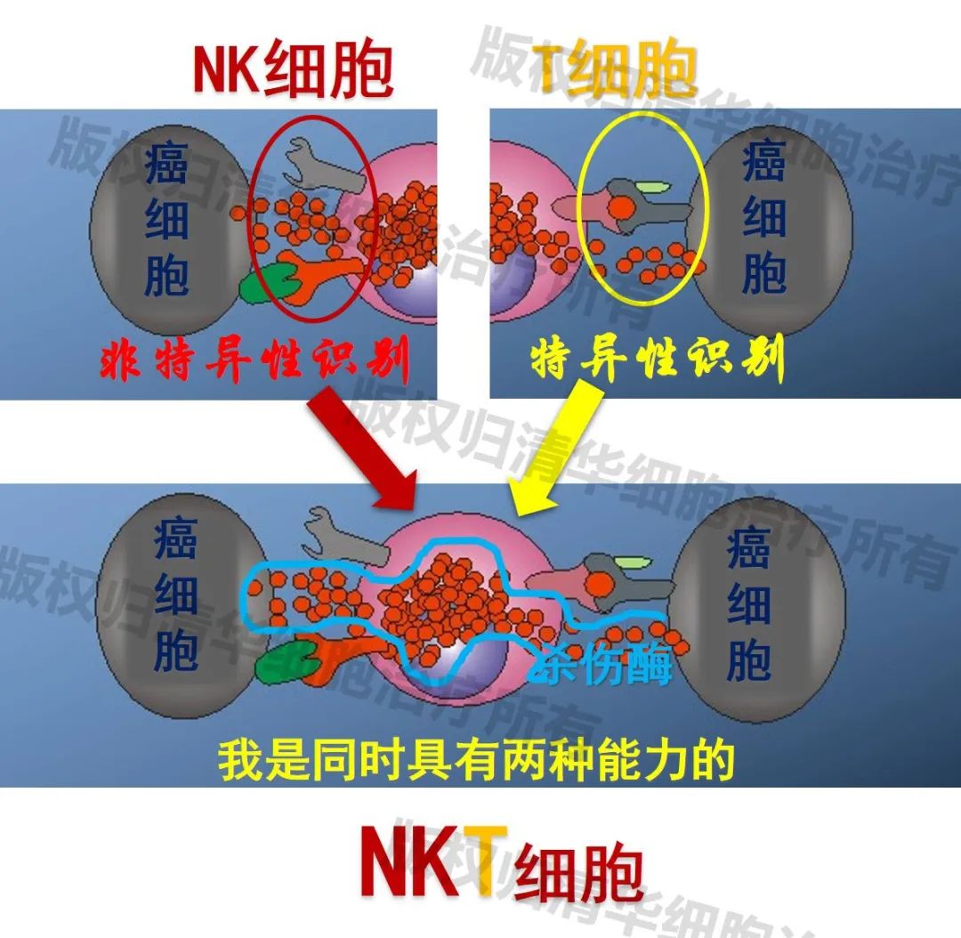 杀死癌细胞的能力，人体免疫细胞中的NKT细胞为何会如此厉害