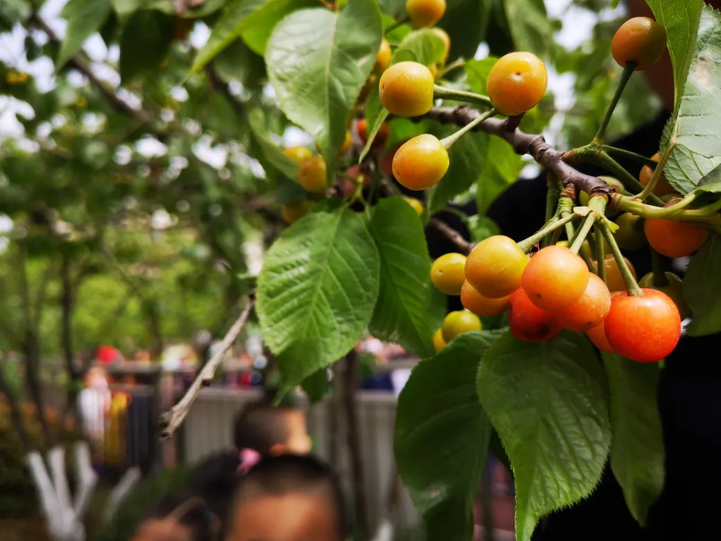 天府新区华阳幼儿园西区开展“幼儿园里的樱桃树”主题活动