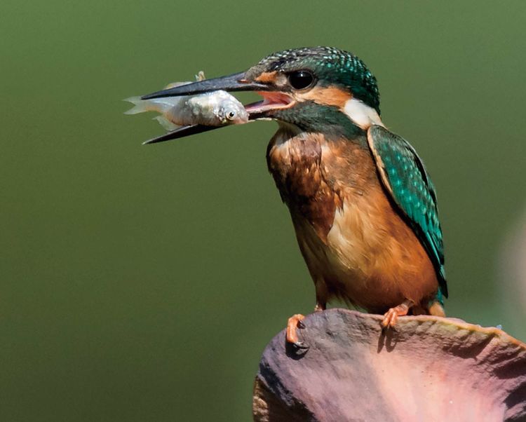 翠鳥捕魚，舌尖上的美食