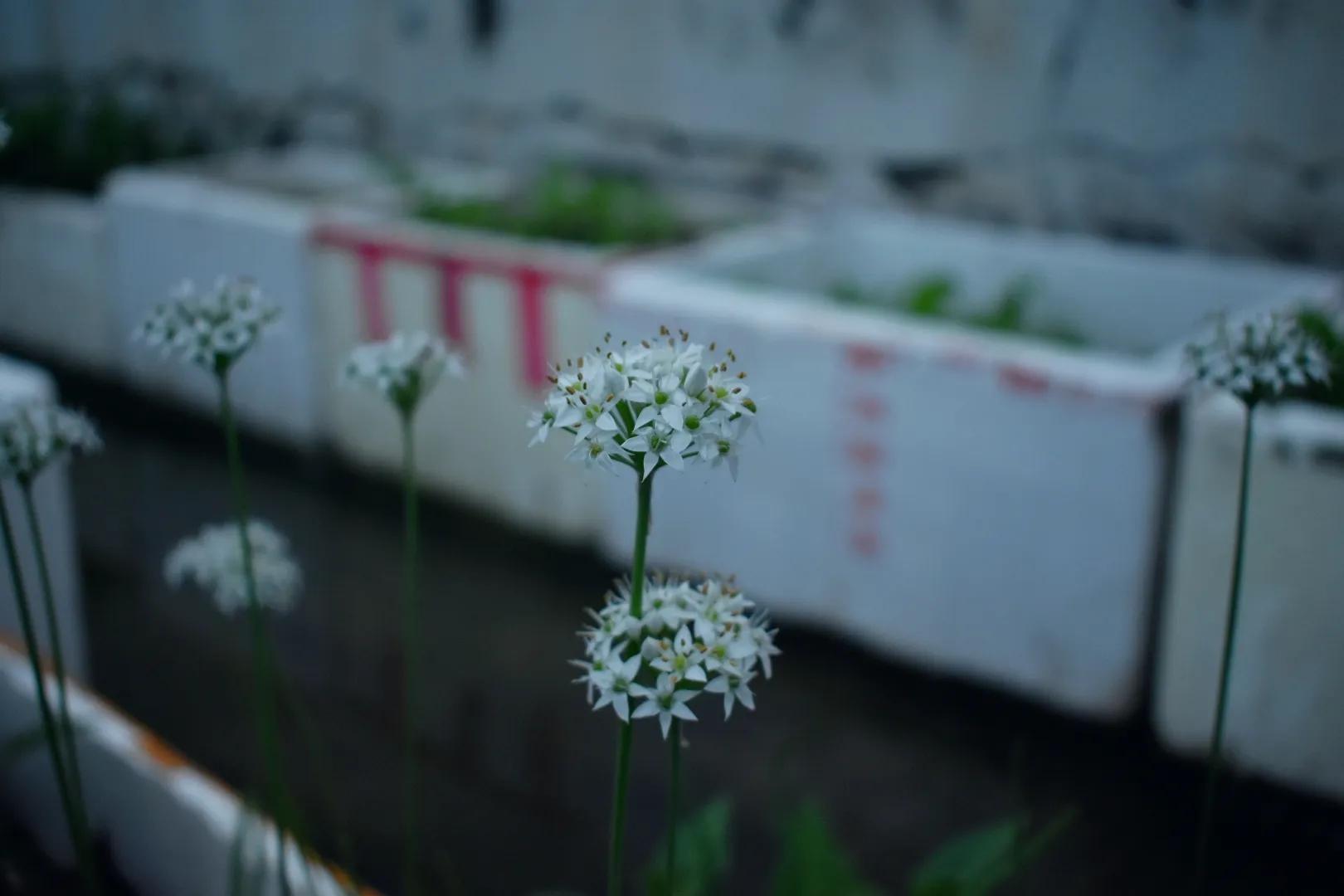 韭菜花的功效与作用，韭菜花图片