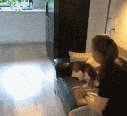 狗狗无精打采不吃饭，结果宠物医院检查后惊呆了，这是要下蛋？