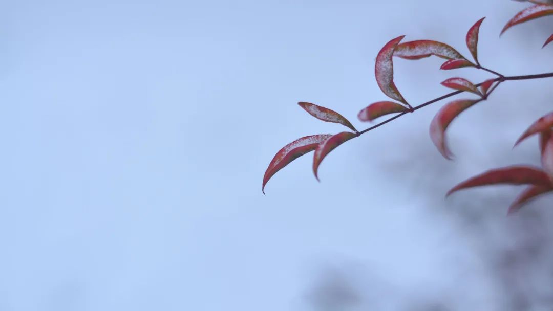 初雪来袭，关于雪的古诗美了整个冬天-第6张图片-诗句网